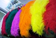 Plume 50/60 cm
