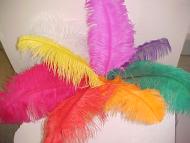Plumes 50/60 cm